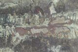 Fossil Fern (Pecopteris) - Mazon Creek #121098-1